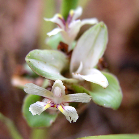 กระเจียวราศี Curcuma larsenii C. Maknoi & T. Jenjittikul<br/>ZINGIBERACEAE